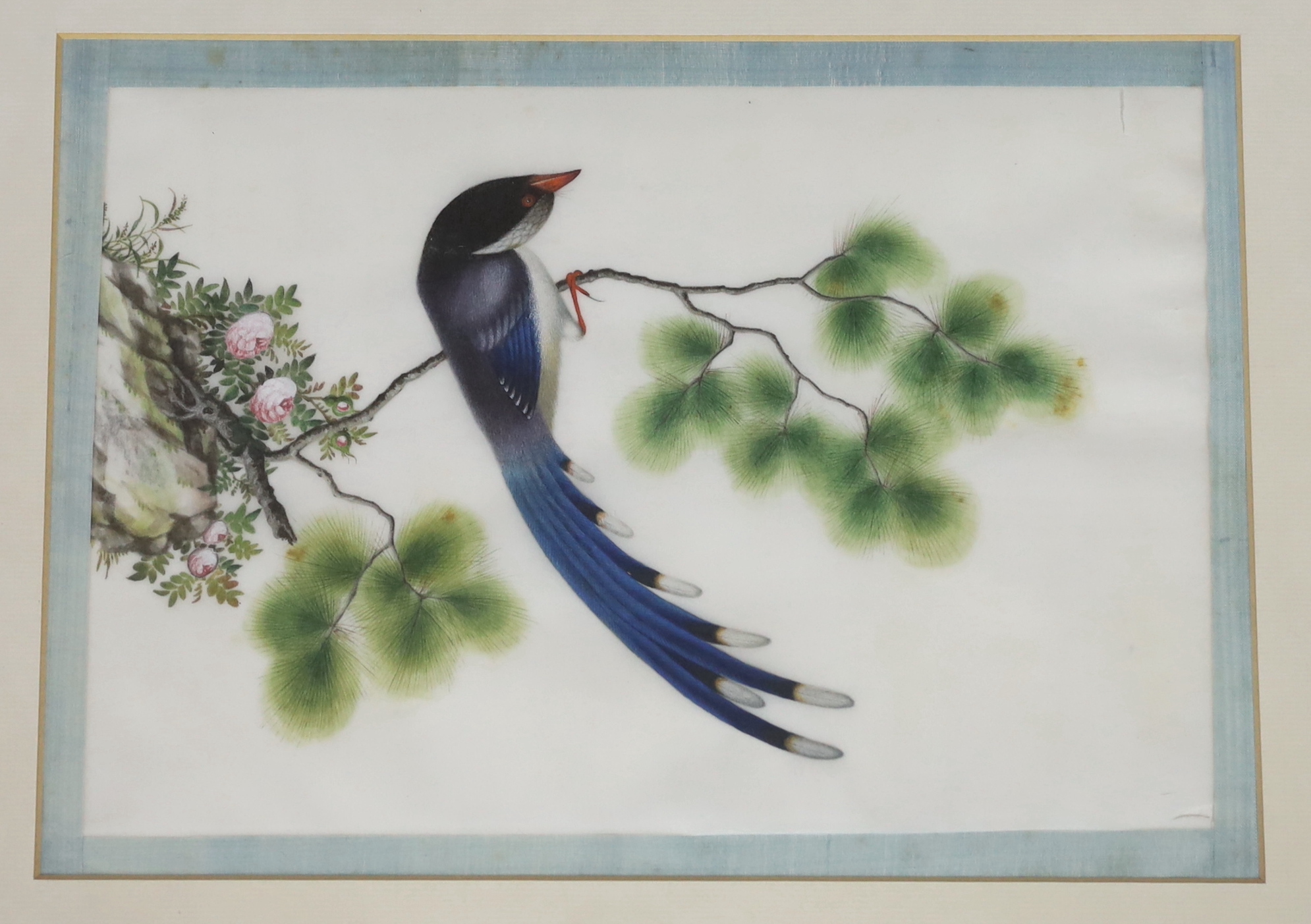 A set of thirteen Chinese pith paintings of birds perched on branches, Daoguang period (1821-50)